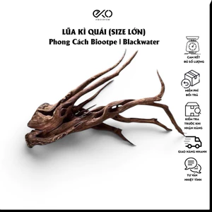 Lũa Kì Quái (Biotope Size Lớn) | Tạo Bố Cục Biotope Phong Cách Hoang Dã Thiên Nhiên