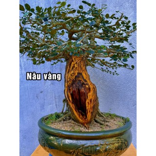 Nước bôi lũa bonsai Nhật bản - các màu - chiết lọ 150ml