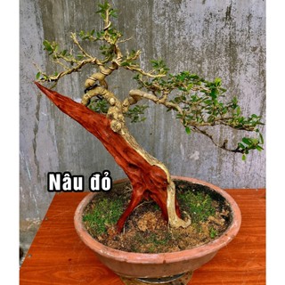 Nước bôi lũa bonsai Nhật bản - các màu - chiết lọ 150ml