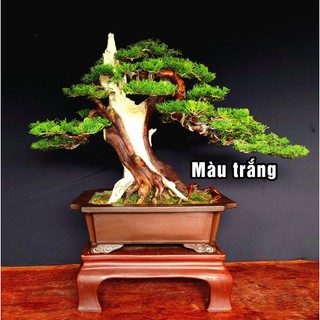 Nước quét lũa cây Nhật Bản tạo lũa trắng ngà đẹp, tránh mối mọt (Nhãn 80ml)