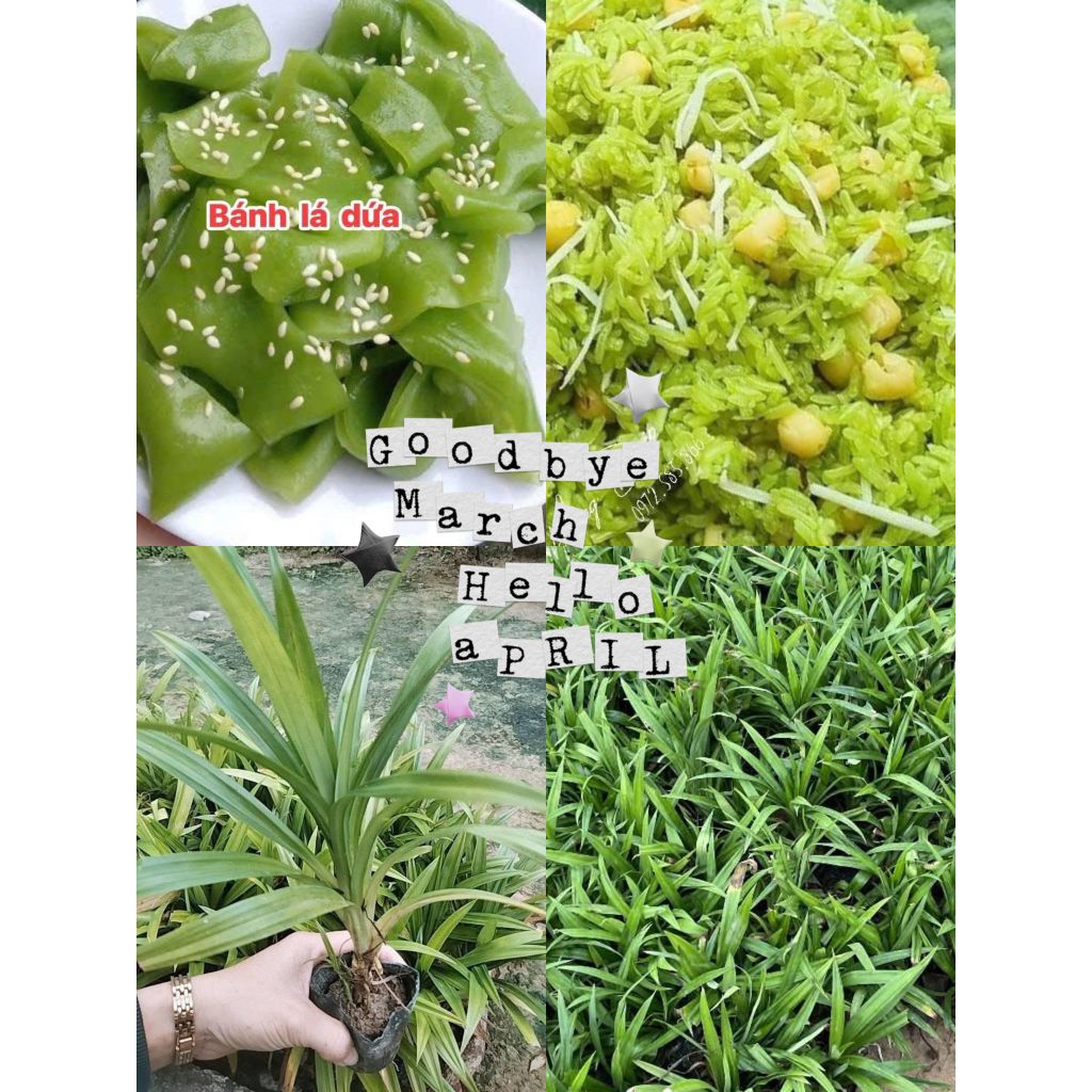 5 Bầu Giống Lá Dứa Nếp Đồ Xôi Thơm Nức Ăn Rất Ngon, Lâu Năm Siêu Dễ Trồng