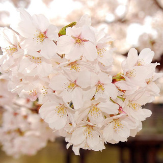 Hạt giống hoa anh đào Nhật Bản -Japanese Sakura Seeds-10viên