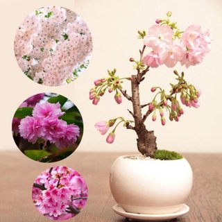 Hạt giống hoa anh đào Nhật Bản -Japanese Sakura Seeds-10viên