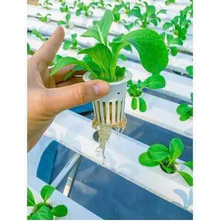 Mút Ươm Hạt Thủy Canh Trồng Rau – Xốp Gieo Hạt Giữ Ẩm Tốt – 96 Viên