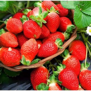 Hạt giống Dâu Tây Quả To-Strawberry Seeds for Planting-1500viên