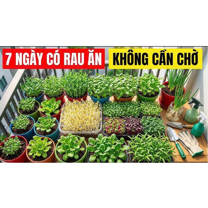 Hạt Giống Rau Ăn Lá Mùa Nóng – Dễ Trồng, Chịu Nhiệt Tốt, Ít Sâu Bệnh, Thu Hoạch Sau 15–20 Ngày