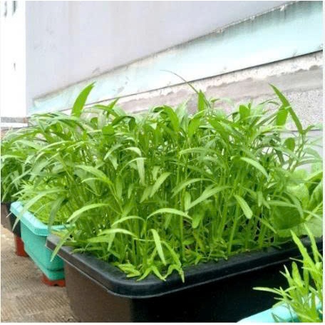 Hạt Giống Rau Ăn Lá Mùa Nóng – Dễ Trồng, Chịu Nhiệt Tốt, Ít Sâu Bệnh, Thu Hoạch Sau 15–20 Ngày