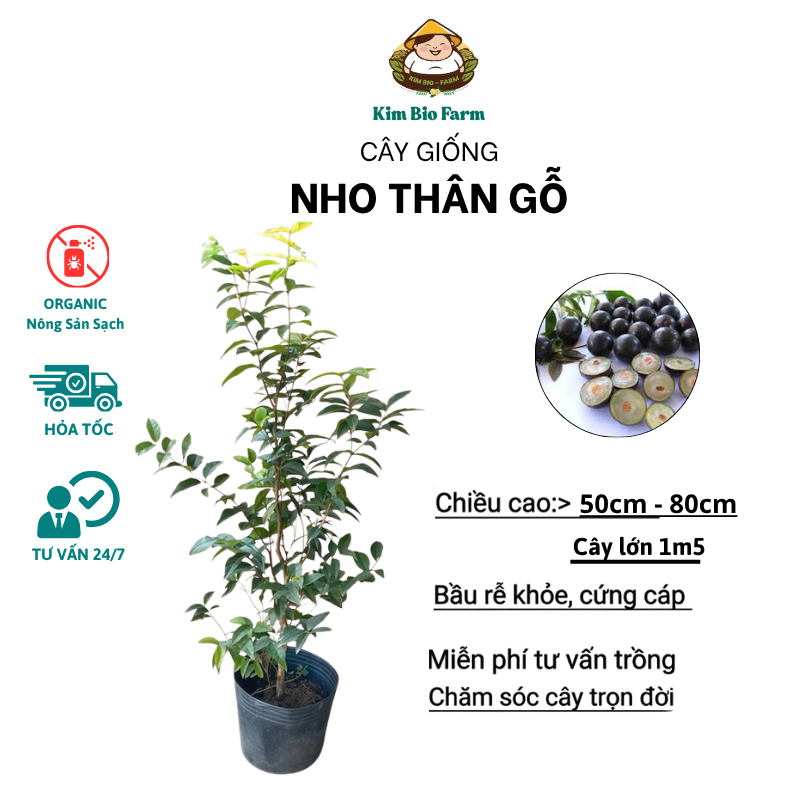 Cây Giống Nho Thân Gỗ 12 Vụ Ra Trái Quanh Năm Cao 70cm - 1 Mét