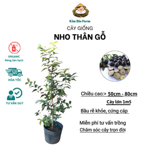 Cây Giống Nho Thân Gỗ 12 Vụ Ra Trái Quanh Năm Cao 70cm - 1 Mét