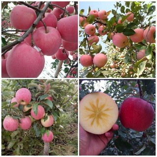 Hạt Giống Táo - apple seeds for planting-20Hạt