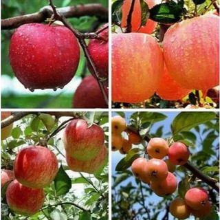 Hạt Giống Táo - apple seeds for planting-20Hạt