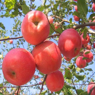 Hạt Giống Táo - apple seeds for planting-20Hạt