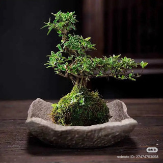[[ Cầu rêu kokedama size 15cm. ]]