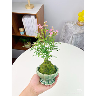 [[ Cầu rêu kokedama size 15cm. ]]