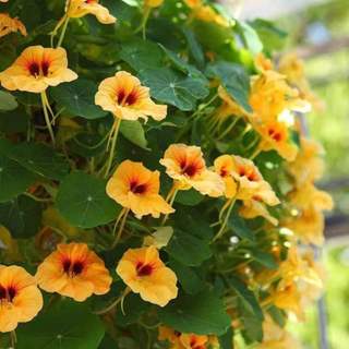 Hạt Giống  Nhiều Màu Dễ Trồng Hoa  -Nasturtium Seeds-10viên