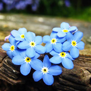 Hạt giống hoa Lưu Ly xanh -Forget-me-not Seed-100viên