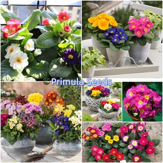 Hạt giống Hoa mix nhiều- Primula Flower Seeds -20 viên