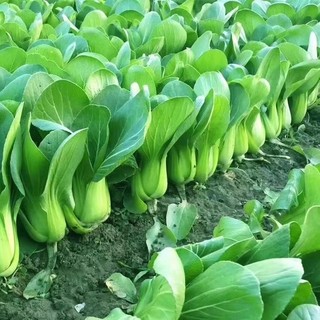 Hạt Giống Rau Cải Chíp cao sản-pak choi seeds-300viên