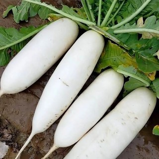 Hạt Giống Củ Cải Trắng Củ To, Năng Suất -White Radish Seed-50viên