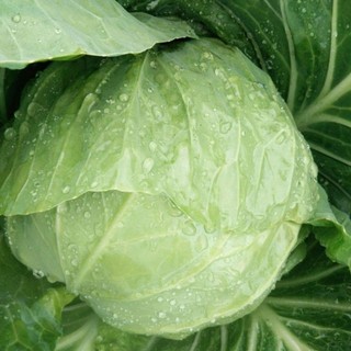 Hạt Giống Bắp Cải Xanh Chịu Năng Suất - CABBAGE SEEDS-150viên