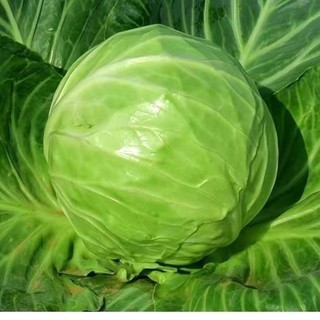 Hạt Giống Bắp Cải Xanh Chịu Năng Suất - CABBAGE SEEDS-150viên