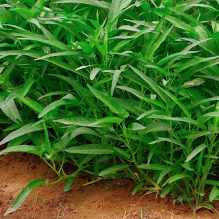 Hạt giống rau muống lá tre ăn giòn, ngon- Kangkong Seeds - 50viên