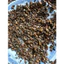 Sạn Suối TỰ Nhiên SIZE bé Thủy Sinh Biotope Trải Nền Trang Trí Bể Cá Giá Siêu Rẻ. ...