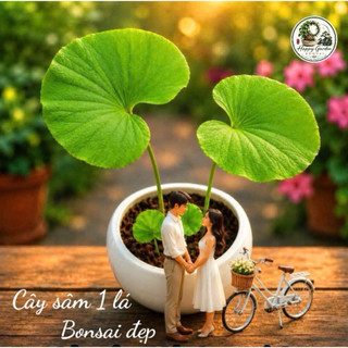 20 cây sâm 1 lá -Bonsai đẹp,thảo dược quý