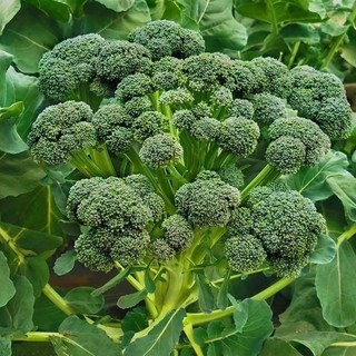 Hạt Giống Bông Cải Xanh (Súp Lơ Xanh) -BROCCOLI SEEDS-150Hạt