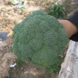 Hạt Giống Bông Cải Xanh (Súp Lơ Xanh) -BROCCOLI SEEDS-150Hạt
