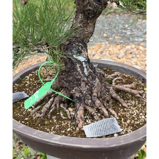 Phân hữu cơ Nhật Bản - viên nén đựng túi lưới - 1 hộp 36 túi - dùng cho bonsai và hoa kiểng
