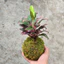 Quả Cầu Rêu Kokedama Huyết Dụ