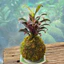 Quả Cầu Rêu Kokedama Huyết Dụ