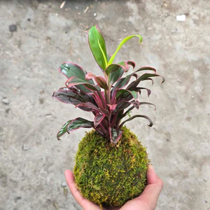 Quả Cầu Rêu Kokedama Huyết Dụ