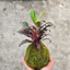 Quả Cầu Rêu Kokedama Huyết Dụ