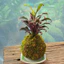 Quả Cầu Rêu Kokedama Huyết Dụ