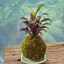 Quả Cầu Rêu Kokedama Huyết Dụ