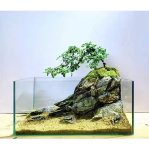 Cây Cần Thăng Dáng Bay - Size Lớn