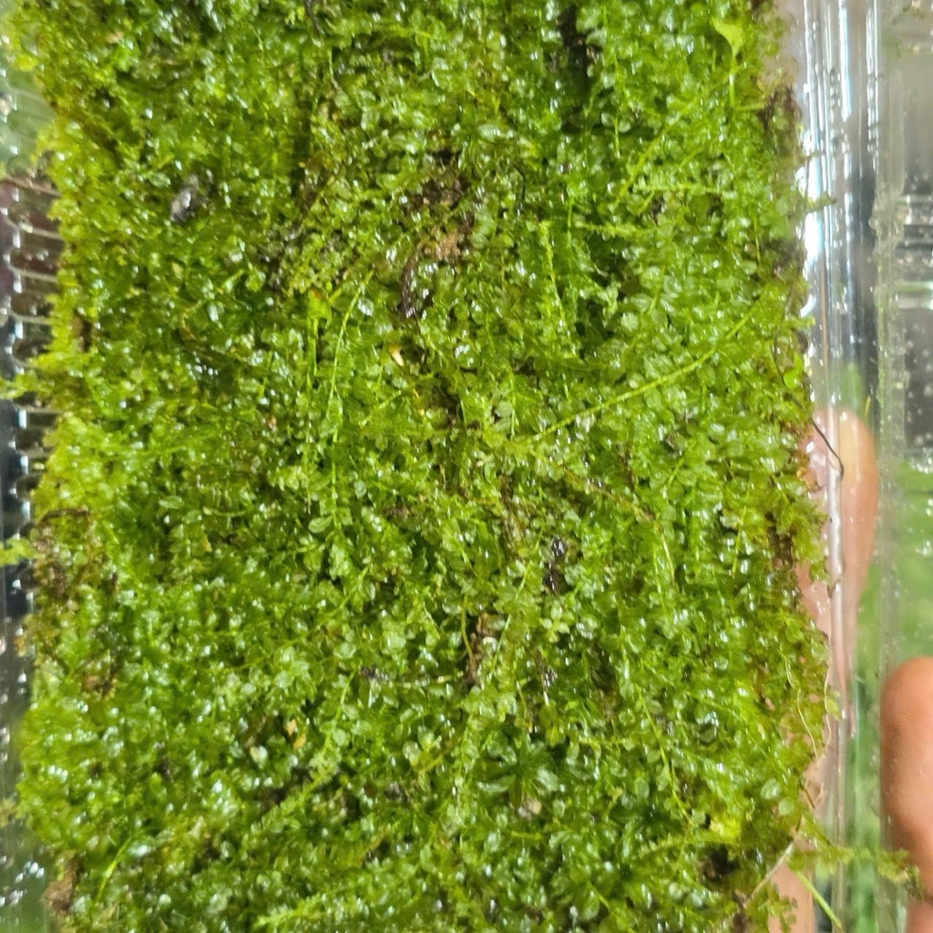Rêu Xạ Hương - Rêu Terrarium Bán Cạn