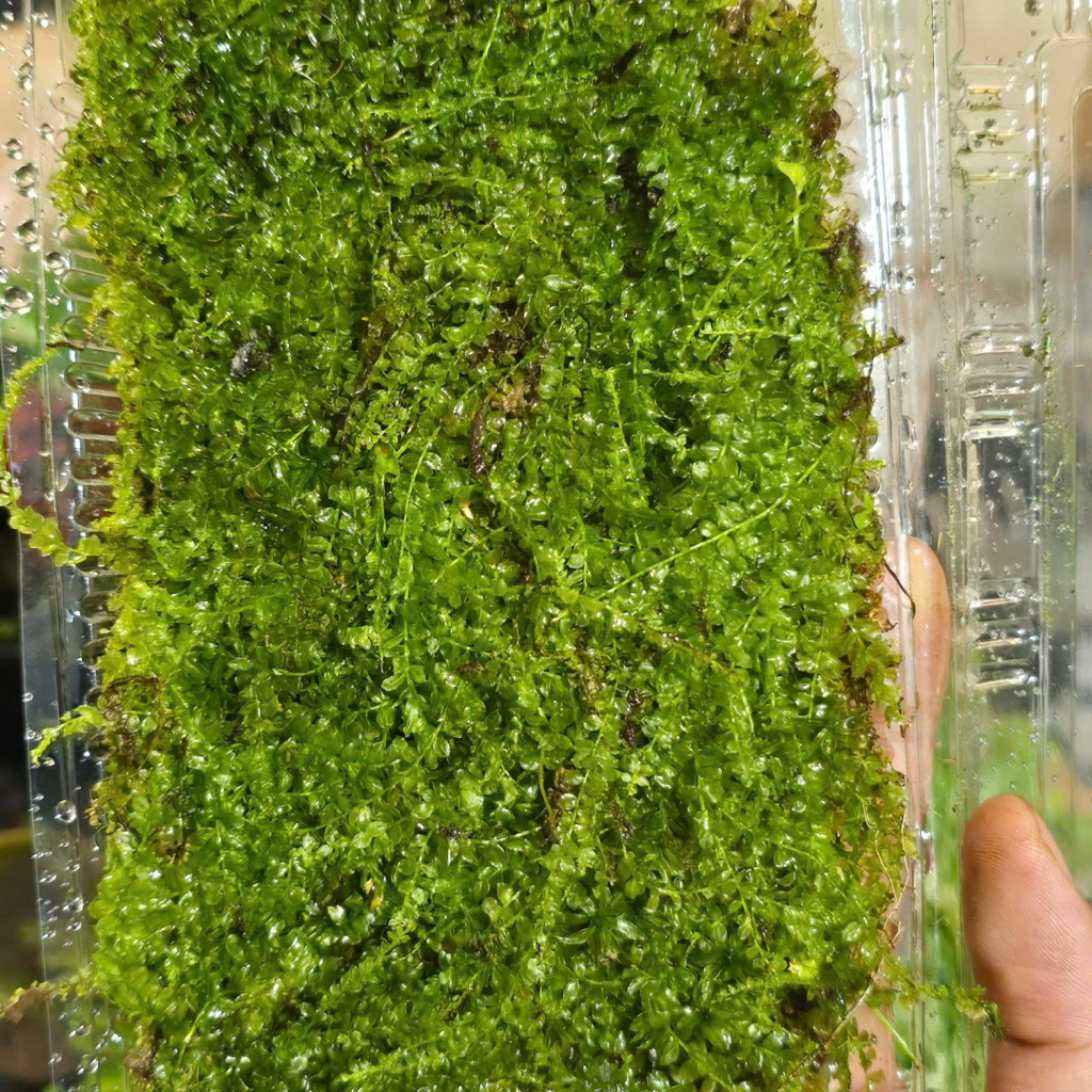 Rêu Xạ Hương - Rêu Terrarium Bán Cạn