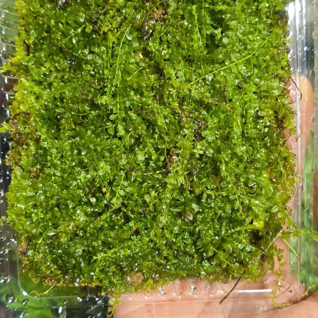 Rêu Xạ Hương - Rêu Terrarium Bán Cạn
