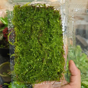 Rêu Xạ Hương - Rêu Terrarium Bán Cạn