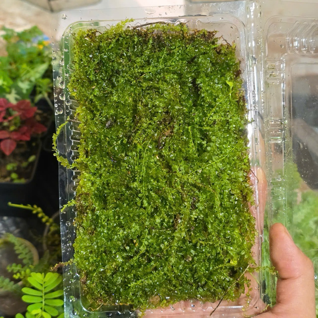 Rêu Xạ Hương - Rêu Terrarium Bán Cạn