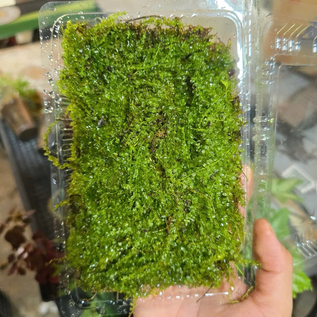 Rêu Xạ Hương - Rêu Terrarium Bán Cạn