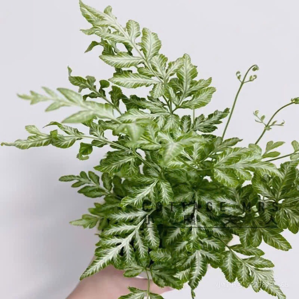 Dương xỉ phụng tiên trang trí decor sân vườn,để bàn,trang trí nhà cửa
