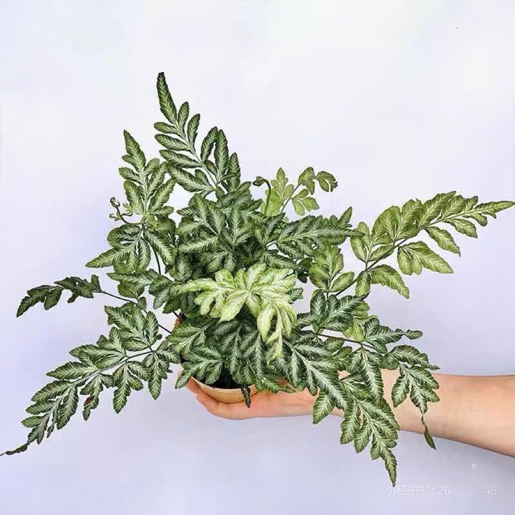 Dương xỉ phụng tiên trang trí decor sân vườn,để bàn,trang trí nhà cửa