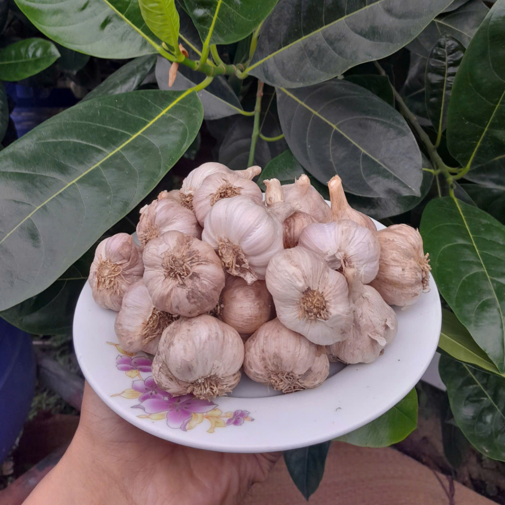 Tỏi bắc, tỏi khô, tỏi sạch nguyên chất, tỏi quê không chất bảo quản đã chọn lọc