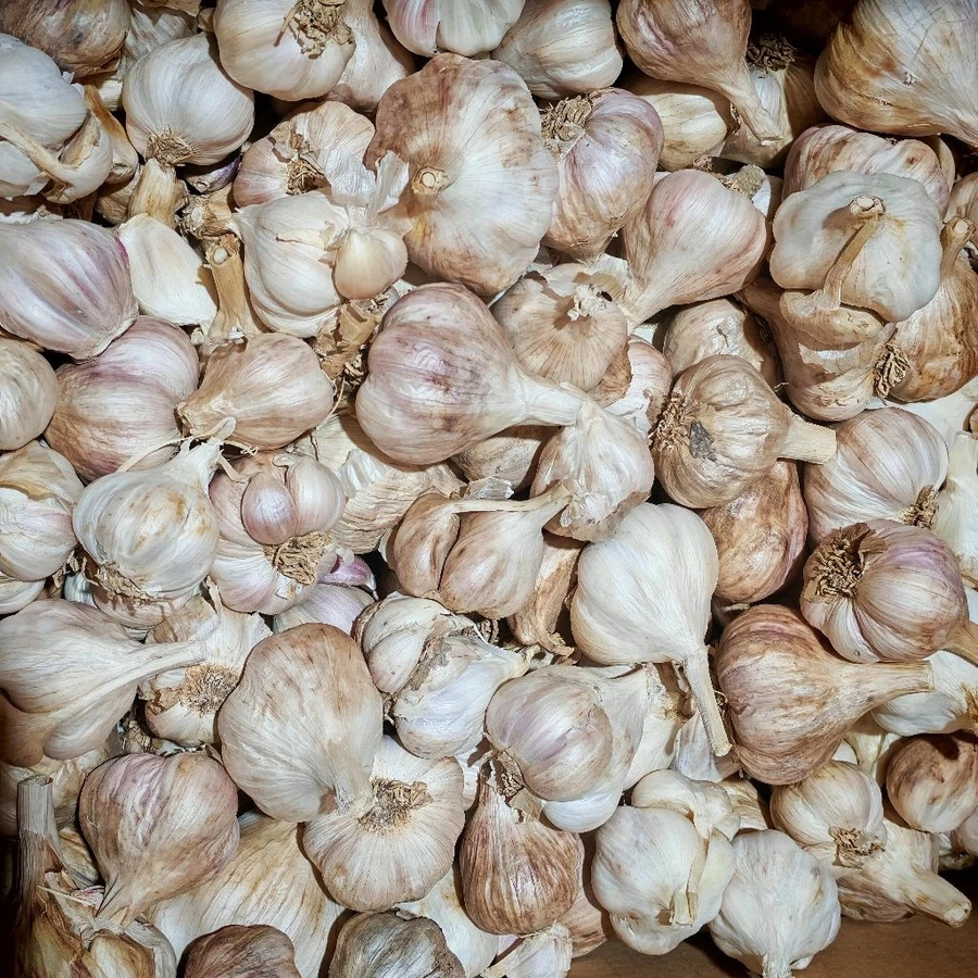 Tỏi bắc, tỏi khô, tỏi sạch nguyên chất, tỏi quê không chất bảo quản đã chọn lọc