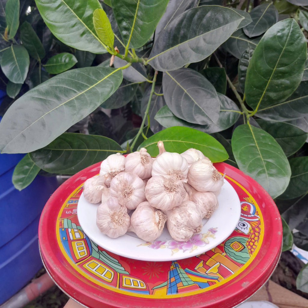 Tỏi bắc, tỏi khô, tỏi sạch nguyên chất, tỏi quê không chất bảo quản đã chọn lọc