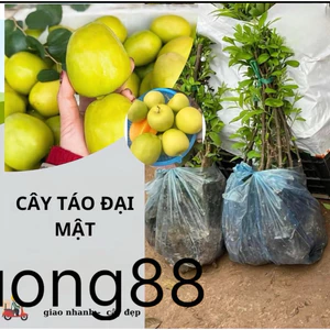 2 CÂY TÁO ĐẠI MẬT F1, sinh trưởng khoẻ nhanh cho trái